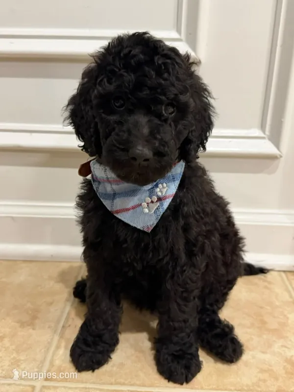 ONYX GIRL – Goldendoodle puppy for sale in Richmond, VA