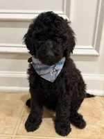 ONYX GIRL, a female Goldendoodle for sale in Richmond, VA – 1 of 5