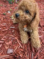 CHILE RED MINI POODLE BOY, a female Poodle - Toy  and Poodle - Miniature  for sale in Richmond, VA – 6 of 6