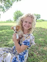 Gerbil, a male Cavapom and Pomeranian for sale in Harper, KS – Photo 6 of 9