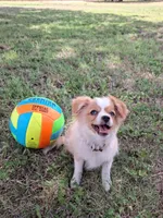 Gerbil, a male Cavapom and Pomeranian for sale in Harper, KS – Photo 2 of 9