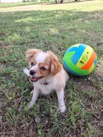 Gerbil, a male Cavapom and Pomeranian for sale in Harper, KS – Photo 5 of 9