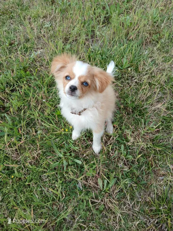 Gerbil, a male Cavapom and Pomeranian for sale in Harper, KS – Photo 1 of 9