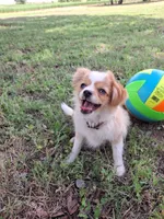 Gerbil, a male Cavapom and Pomeranian for sale in Harper, KS – Photo 4 of 9