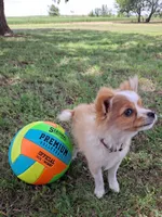 Gerbil, a male Cavapom and Pomeranian for sale in Harper, KS – Photo 3 of 9