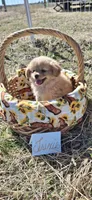 Trixie, a female Cavapom and Pomeranian for sale in Harper, KS – Photo 4 of 7