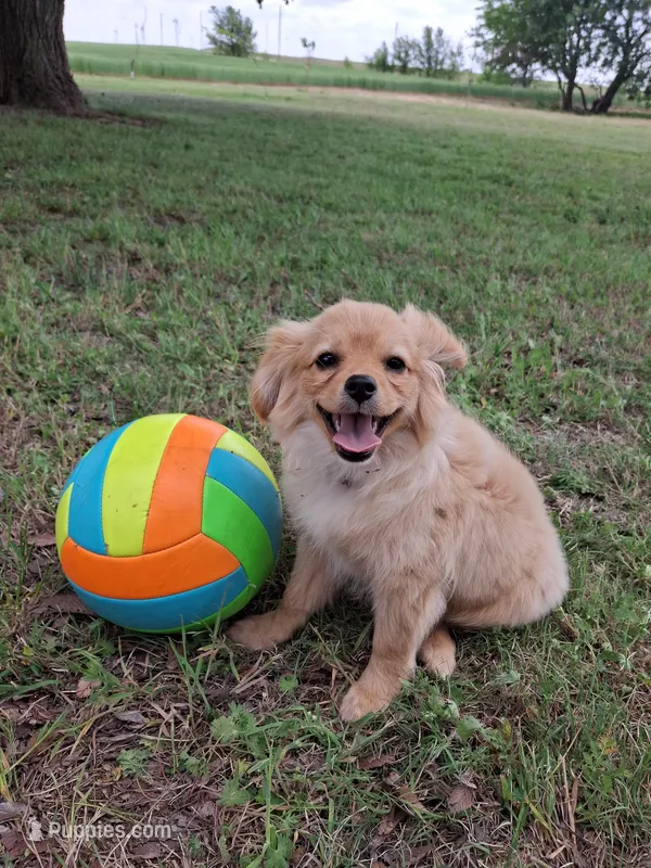 Trixie – Cavapom, Pomeranian puppy for sale in Harper, KS