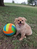 Trixie, a female Cavapom and Pomeranian for sale in Harper, KS – Photo 1 of 7