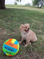 Trixie, a female Cavapom and Pomeranian for sale in Harper, KS – Photo 2 of 7
