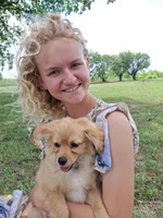 Trixie, a female Cavapom and Pomeranian for sale in Harper, KS – Photo 5 of 7