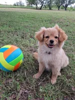 Trixie, a female Cavapom and Pomeranian for sale in Harper, KS – Photo 3 of 7