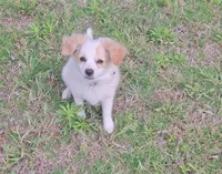 Luna, a female Cavapom and Pomeranian for sale in Harper, KS – Photo 6 of 8