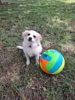 Luna, a female Cavapom and Pomeranian for sale in Harper, KS – Photo 2 of 8