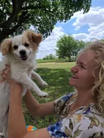 Luna, a female Cavapom and Pomeranian for sale in Harper, KS – Photo 5 of 8