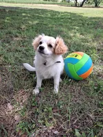 Luna, a female Cavapom and Pomeranian for sale in Harper, KS – Photo 3 of 8