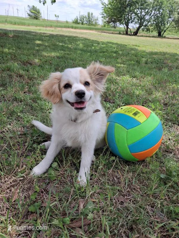 Luna – Cavapom, Pomeranian puppy on hold in Harper, KS