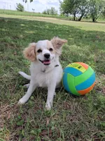 Luna, a female Cavapom and Pomeranian for sale in Harper, KS – Photo 1 of 8