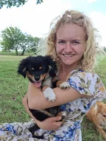 Nico, a male Cavapom and Pomeranian for sale in Harper, KS – Photo 4 of 6