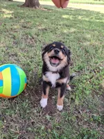 Nico, a male Cavapom and Pomeranian for sale in Harper, KS – Photo 2 of 6