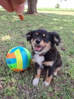 Nico, a male Cavapom and Pomeranian for sale in Harper, KS – Photo 3 of 6