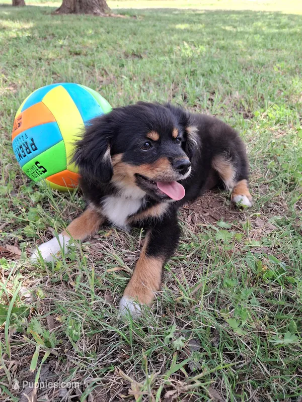 Nico – Cavapom, Pomeranian puppy for sale in Harper, KS
