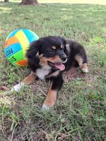 Nico, a male Cavapom and Pomeranian for sale in Harper, KS – Photo 1 of 6
