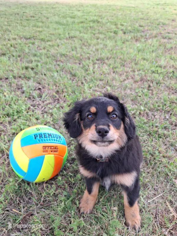 Percy – Cavapom, Pomeranian puppy for sale in Harper, KS