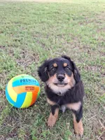 Percy, a male Cavapom and Pomeranian for sale in Harper, KS – Photo 1 of 6