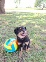 Percy, a male Cavapom and Pomeranian for sale in Harper, KS – Photo 3 of 6