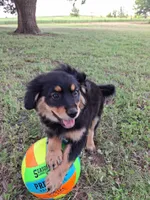 Percy, a male Cavapom and Pomeranian for sale in Harper, KS – Photo 2 of 6