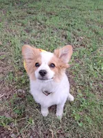 Rex, a male Cavapom and Pomeranian for sale in Harper, KS – Photo 3 of 8