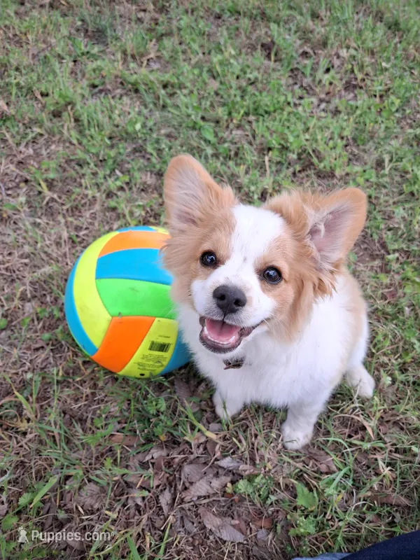 Rex – Cavapom, Pomeranian puppy for sale in Harper, KS