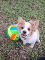 Rex, a male Cavapom and Pomeranian for sale in Harper, KS – Photo 1 of 8