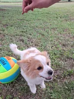Rex, a male Cavapom and Pomeranian for sale in Harper, KS – Photo 2 of 8