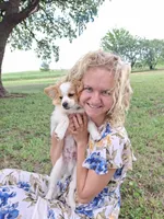 Rex, a male Cavapom and Pomeranian for sale in Harper, KS – Photo 5 of 8