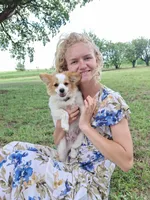 Rex, a male Cavapom and Pomeranian for sale in Harper, KS – Photo 6 of 8