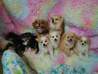 Rex, a male Cavapom and Pomeranian for sale in Harper, KS – Photo 8 of 8