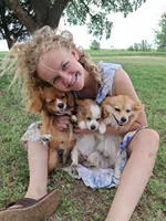 Rex, a male Cavapom and Pomeranian for sale in Harper, KS – Photo 4 of 8