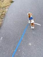 AKC Coa Coa, a male Cavalier King Charles Spaniel for sale in Wendell, NC – Photo 7 of 8