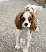 AKC Coa Coa, a male Cavalier King Charles Spaniel for sale in Columbia, SC – 8 of 9