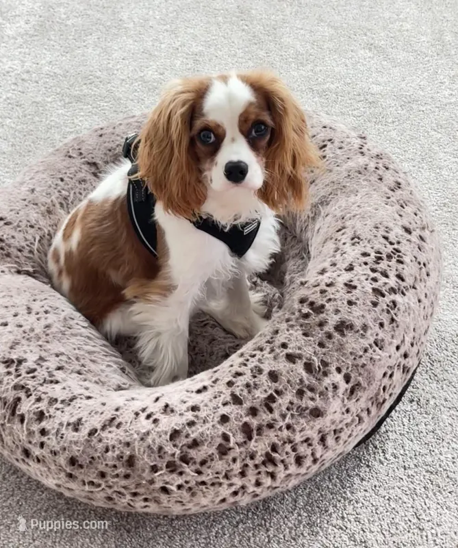 AKC Coa Coa – Cavalier King Charles Spaniel puppy for sale in Wendell, NC