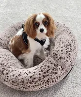 AKC Coa Coa, a male Cavalier King Charles Spaniel for sale in Columbia, SC – 1 of 9