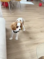 AKC Coa Coa, a male Cavalier King Charles Spaniel for sale in Wendell, NC – Photo 5 of 8