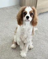 AKC Coa Coa, a male Cavalier King Charles Spaniel for sale in Columbia, SC – 5 of 9