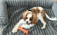 AKC Coa Coa, a male Cavalier King Charles Spaniel for sale in Columbia, SC – 4 of 9