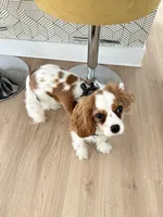 AKC Coa Coa, a male Cavalier King Charles Spaniel for sale in Wendell, NC – Photo 8 of 8