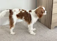 AKC Coa Coa, a male Cavalier King Charles Spaniel for sale in Columbia, SC – 3 of 9