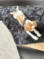 AKC Coa Coa, a male Cavalier King Charles Spaniel for sale in Wendell, NC – Photo 3 of 8