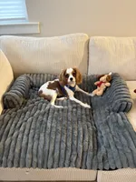 AKC Coa Coa, a male Cavalier King Charles Spaniel for sale in Wendell, NC – Photo 1 of 8