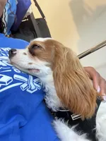 AKC Coa Coa, a male Cavalier King Charles Spaniel for sale in Wendell, NC – Photo 6 of 8